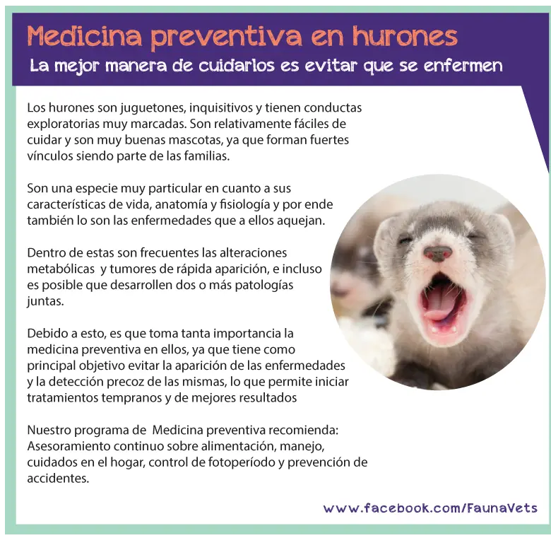 ¿Cómo prevenir enfermedades en mi hurón?