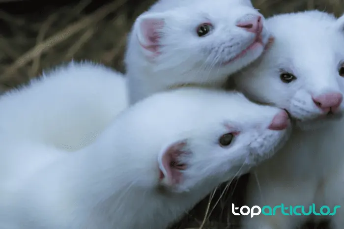 ¿Qué cuidados especiales necesita un hurón albino?