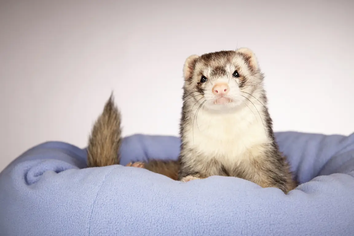 ¿Cuál es la mejor forma de presentar a mi hurón a otras mascotas?